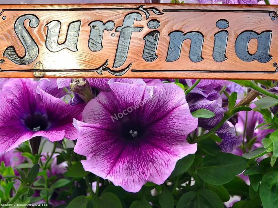 Gościnne Surfinia Kwatera prywatna